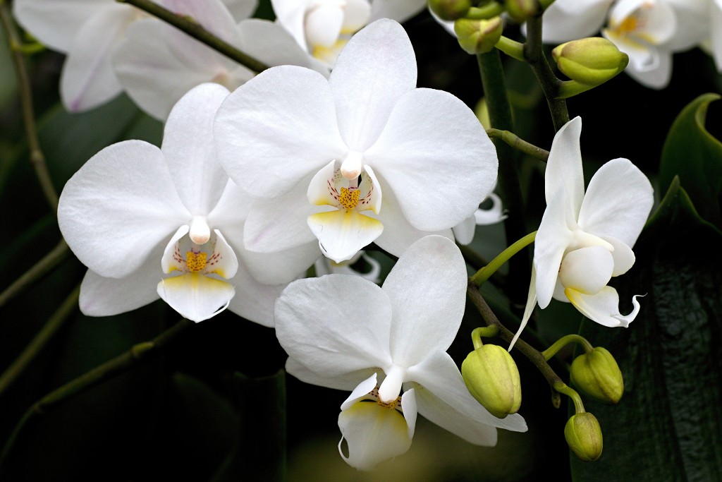 orchideeën orchidee orchideeen hdr bloem Orchidaceae natuur flora bloemen orchis sierbloem sierplant phalaenopsis orchidaceae